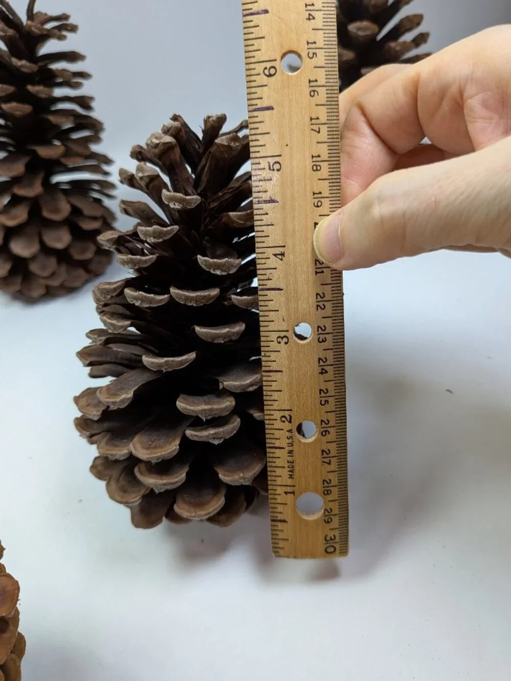 Natural Pine Cones Lot of 6 Vintage 7.5 to 5